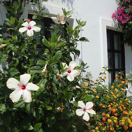 Mimosa Apart Hotel Gumbet Bagian luar foto